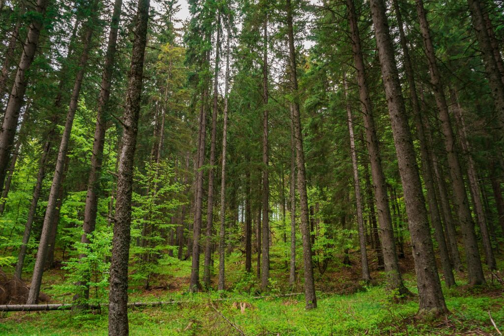 Long trunks of trees in green forest