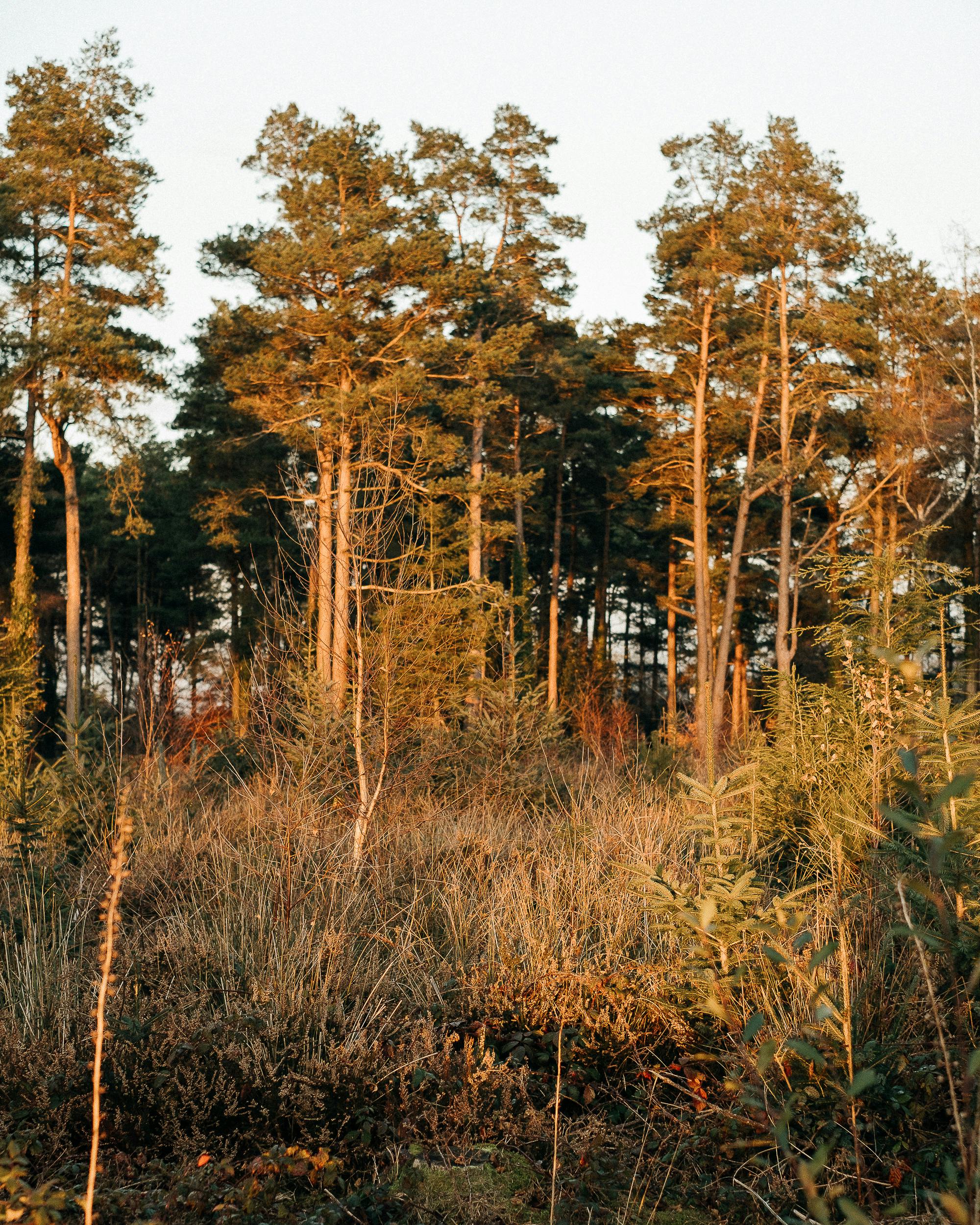Forest with tall trees illuminated by sunlight stock