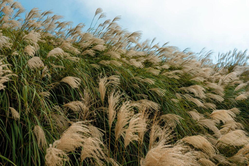 miscanthus stock