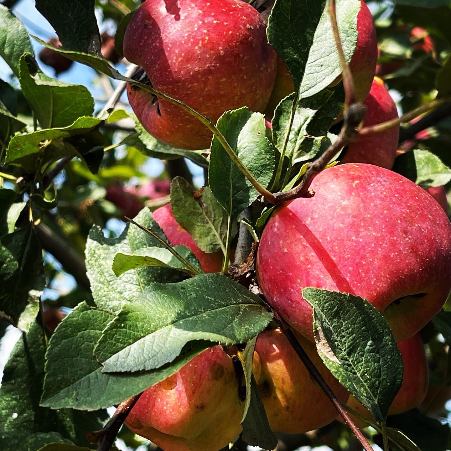 Steady Eddie Apple Tree