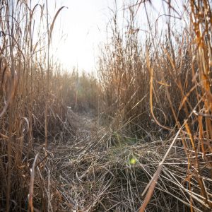 Real World Switchgrass