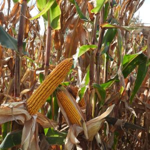 Nutri-Crave Corn