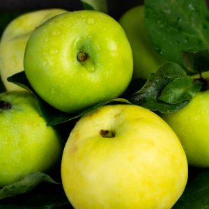 Rutmaster Apple Tree