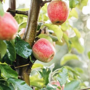 Red Dawn Apple Tree
