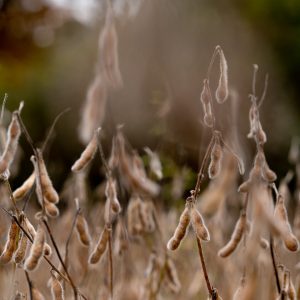 Generation 2 Soybeans