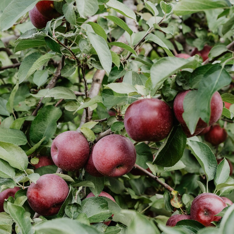 Jehovah’s Choice Apple Tree
