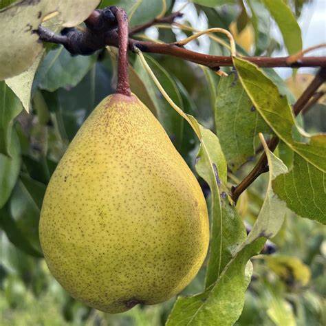 Late-Season Sugar Pear