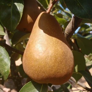 Mid-Season Sugar Pear