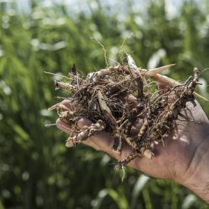 Real World Giant Miscanthus