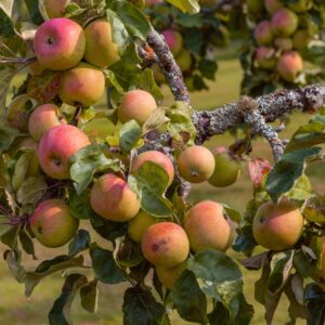 Fruit and Nut Trees
