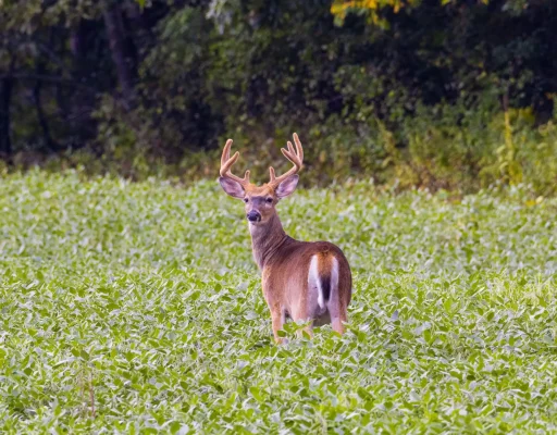 pexels-aaron-j-hill-3434251-9390169-scaled (1) pexels-aaron-j-hill-3434251-9390169-scaled (1)