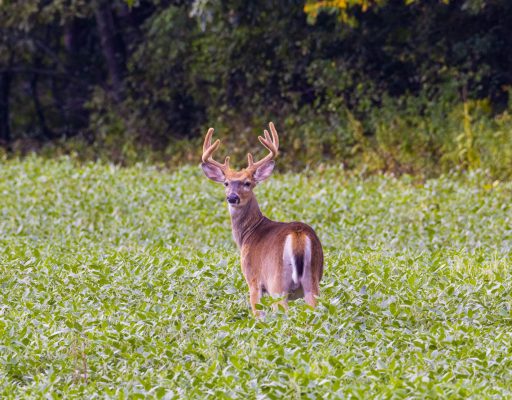 white tailed deer