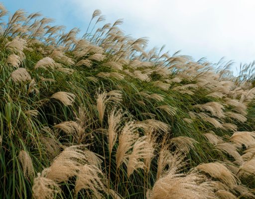 miscanthus stock