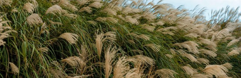 miscanthus stock